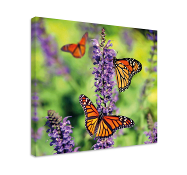 Slika na platnu leptir monarch leptiri u okupljanju - TenStickers