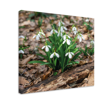 Snowdrops forrest krajolik dizajn cvjetno platno - TenStickers