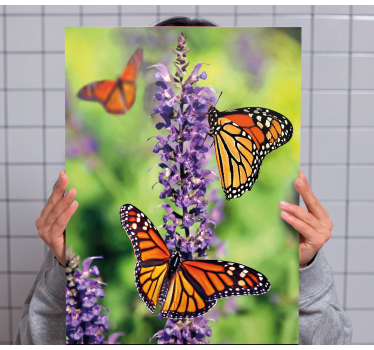 Slika na platnu leptir monarch leptiri u okupljanju - TenStickers