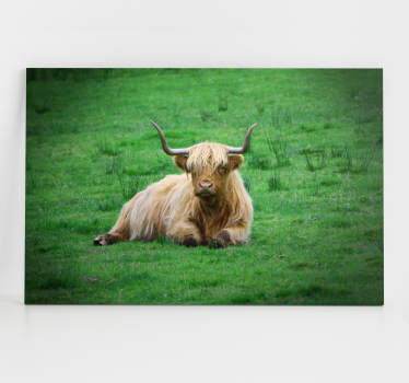Slika na platnu životinje highland krava koja se odmara - TenStickers