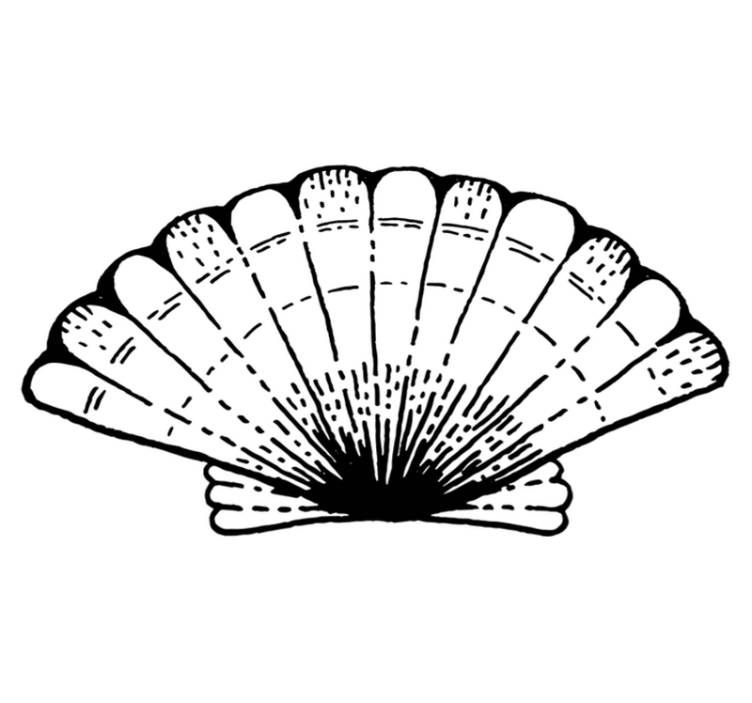 školjka od vinila od školjki - TenStickers