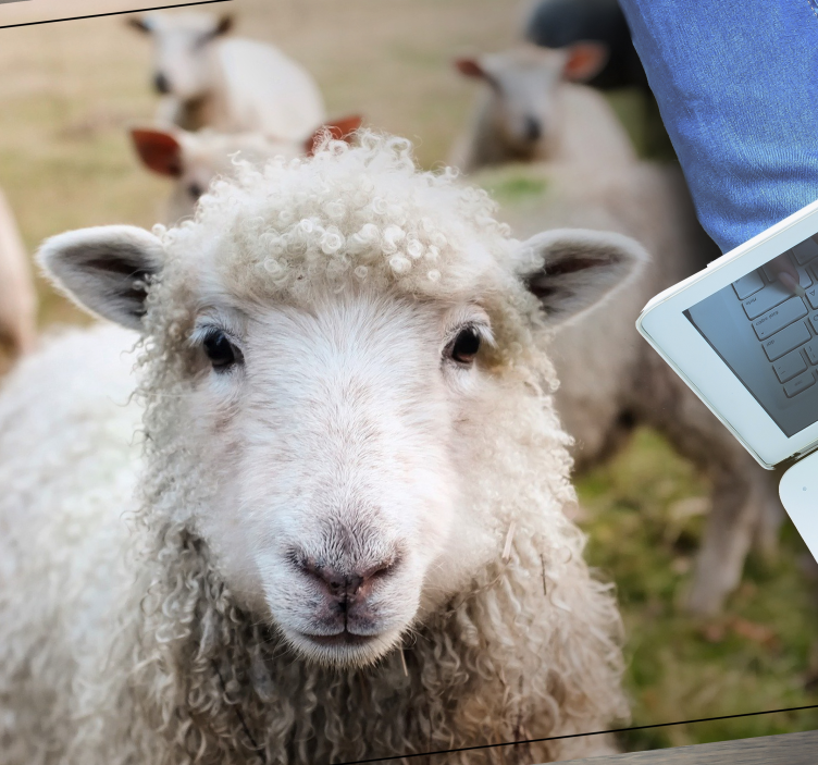 Vinil podovi životinja kovrčavo ovčje lice - TenStickers