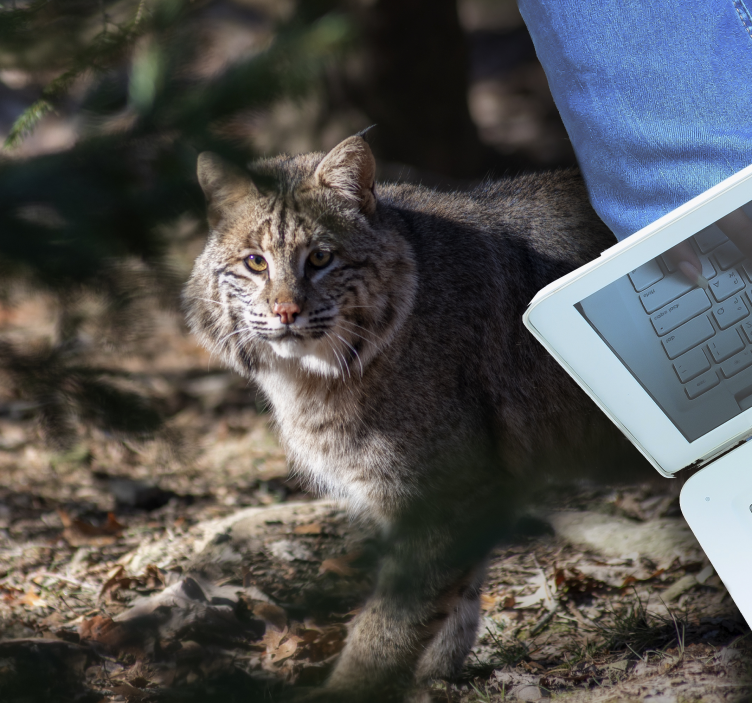 Vinil podovi životinja scena divlje mačke - TenStickers