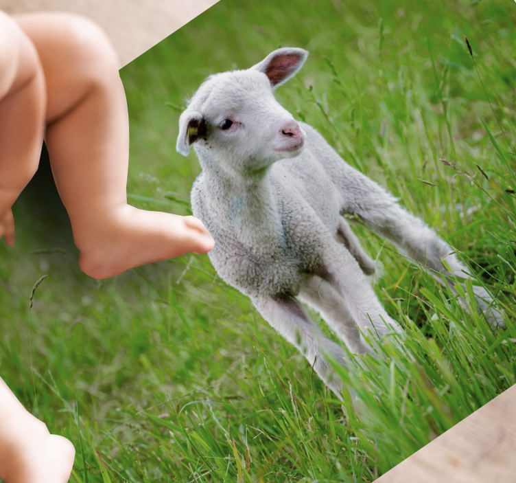 Vinil podovi životinja janje koje stoji - TenStickers