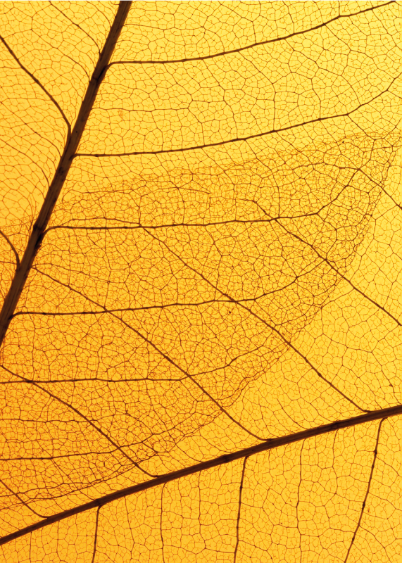 Vinil podovi žuta boja dizajn botaničkog lišća - TenStickers