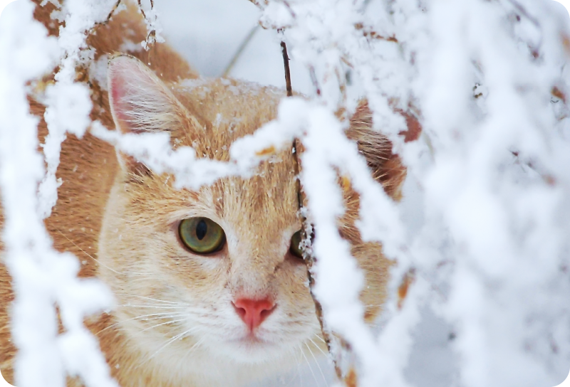 Vinil podovi životinja mačka sa stalaktitom - TenStickers