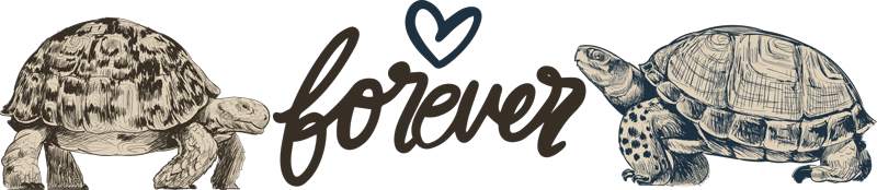 Vinil podovi životinja turtles forever ljubavni citat - TenStickers