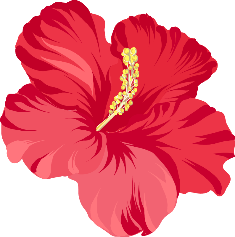 Vinil podovi cvijeće i biljke set hibiskusa - TenStickers