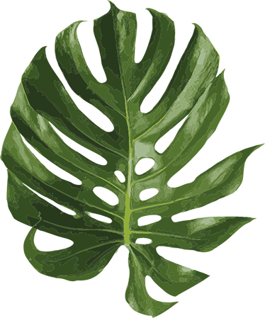 Vinil podovi cvijeće i biljke monstera list - TenStickers