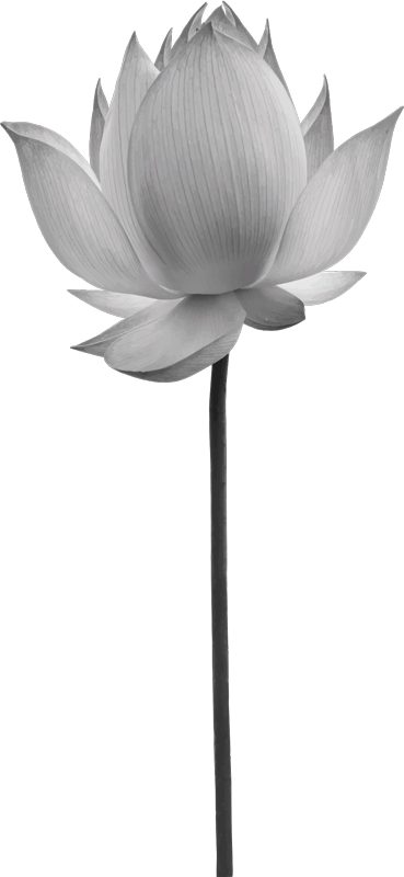 Vinil podovi spavaća soba lotus samotna cvijet - TenStickers