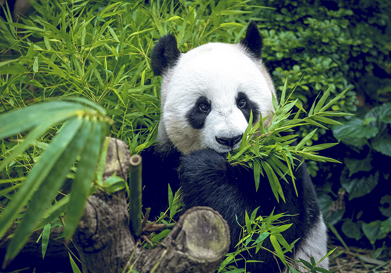 Vinil podovi zelena slatka panda - TenStickers