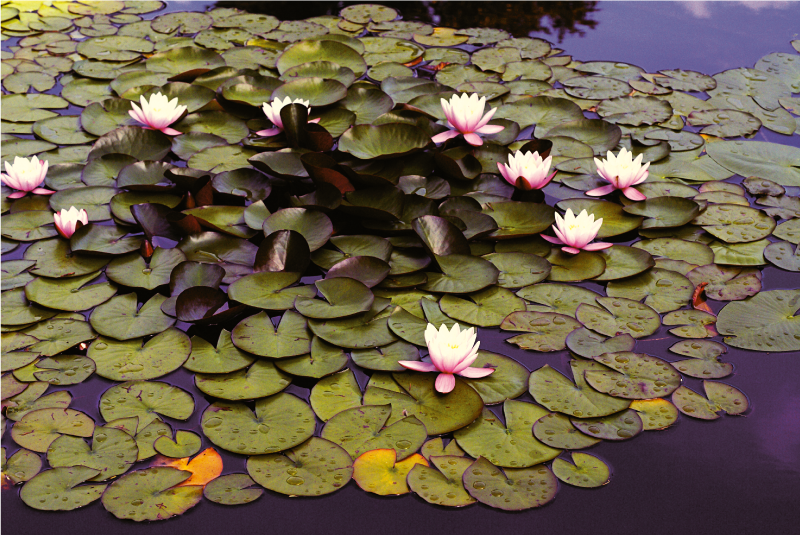 Vinil podovi cvijeće i biljke ljiljan pond ljepota - TenStickers