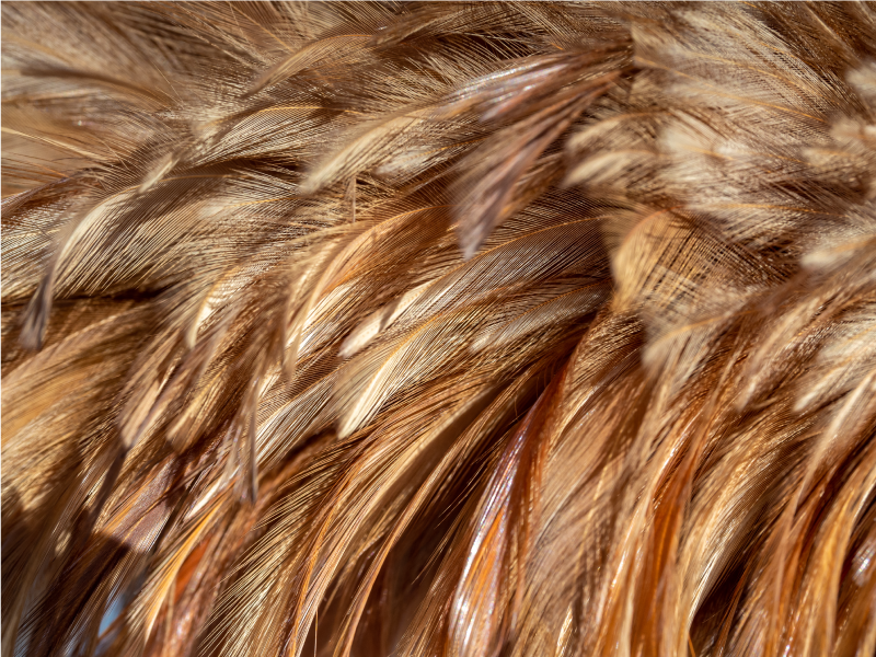 Vinil podovi otisak životinja uskovitlano krzno - TenStickers