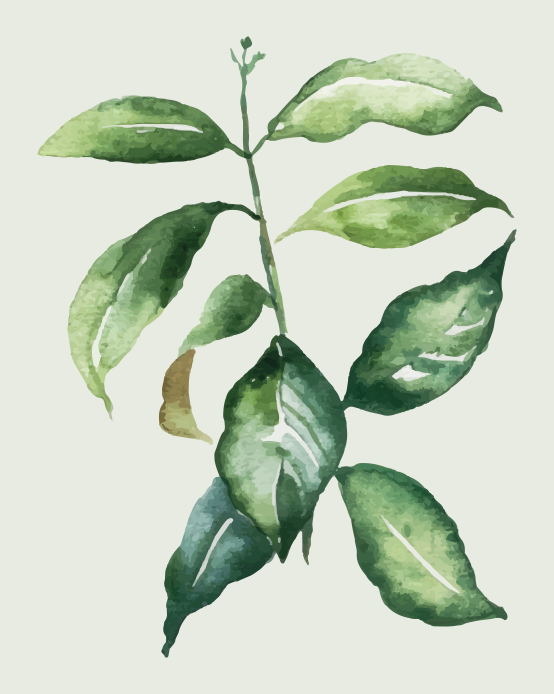 Vinil podovi cvijeće i biljke ilustracija botaničkog lišća - TenStickers