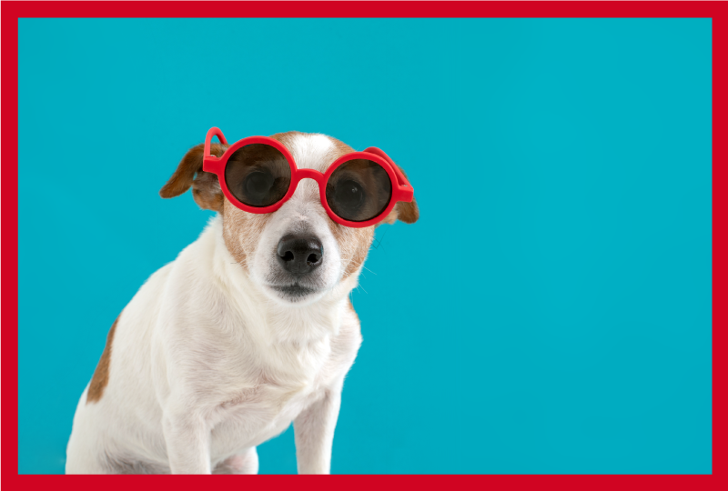 Vinil podovi životinja šik portret psa - TenStickers