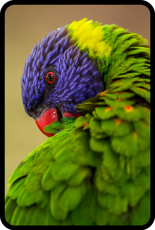 Vinil podovi životinja šareni portret papige - TenStickers