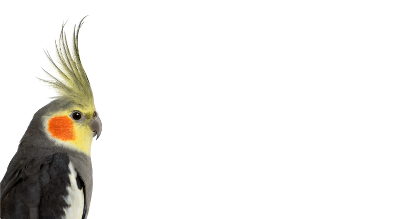 Kakadu papiga životinjski sag - TenStickers