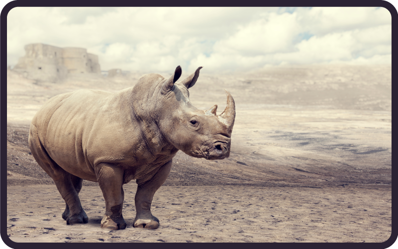 Vinil podovi životinja veličanstveni prizor nosoroga - TenStickers