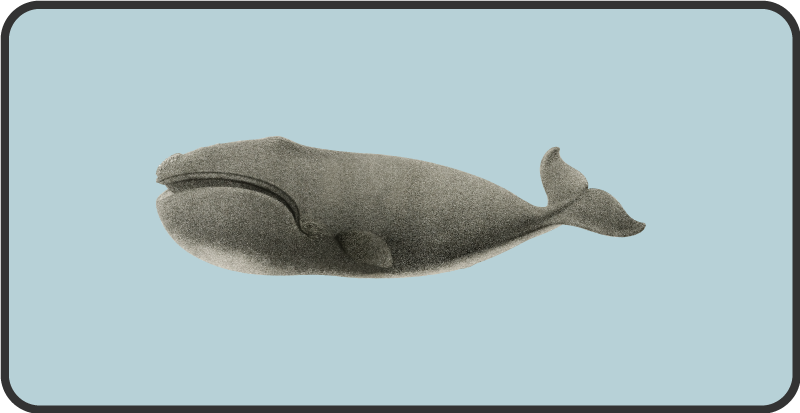 Vinil podovi životinja dizajn siluete kita - TenStickers