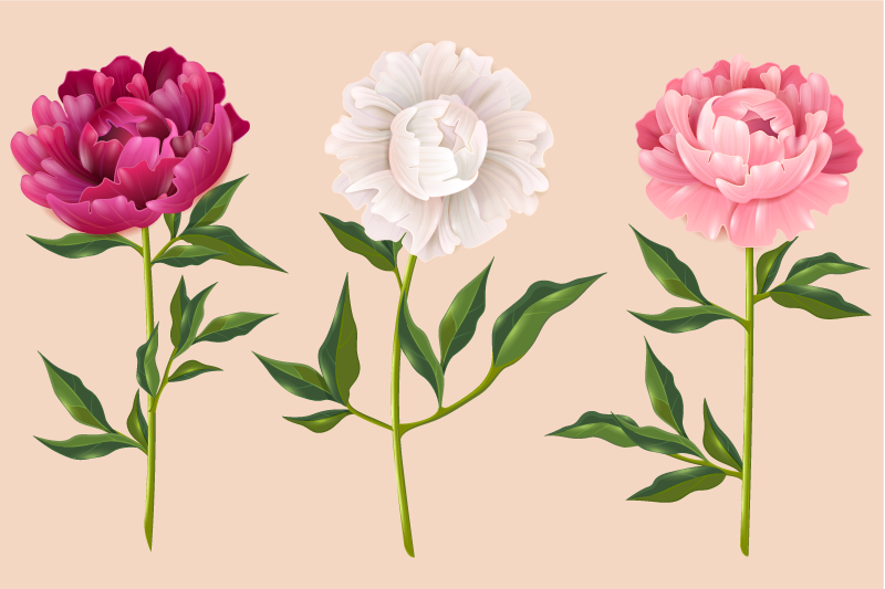 Božur različite boje cvjetni tepih - TenStickers