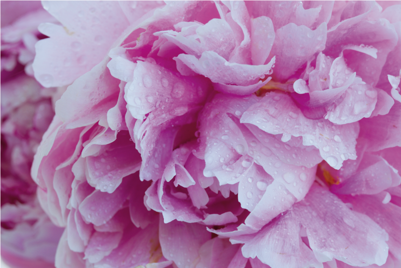 Vinil podovi cvijeće i biljke cvjetanje ružičastog božura - TenStickers