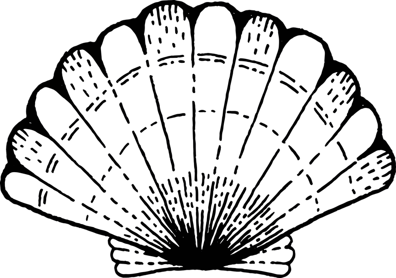 školjka od vinila od školjki - TenStickers