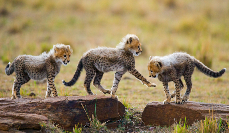 životinja slatka mladunčad geparda životinjski prostirač - TenStickers