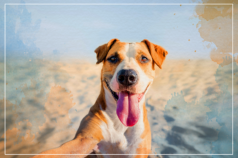 Vinil podovi životinja nasmijani portret psa - TenStickers