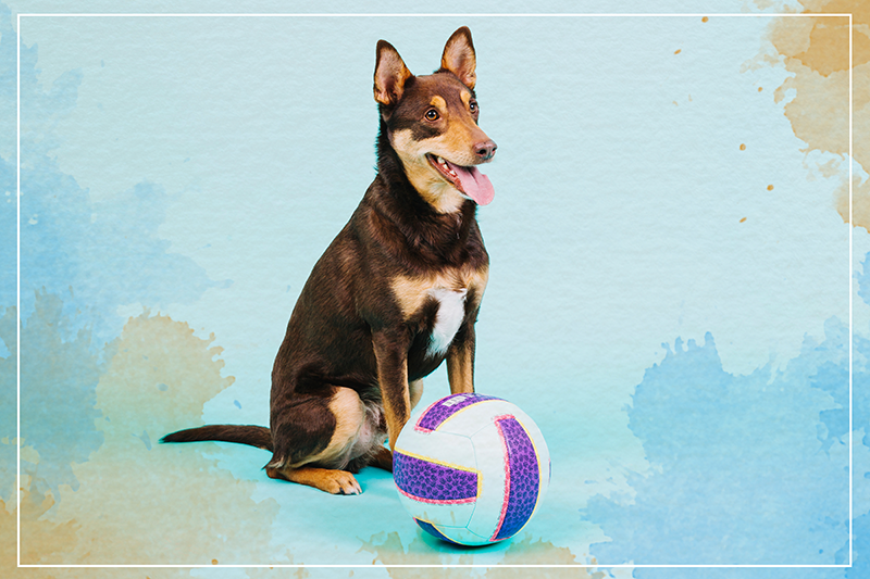 Vinil podovi životinja razigrani pseći pratilac - TenStickers