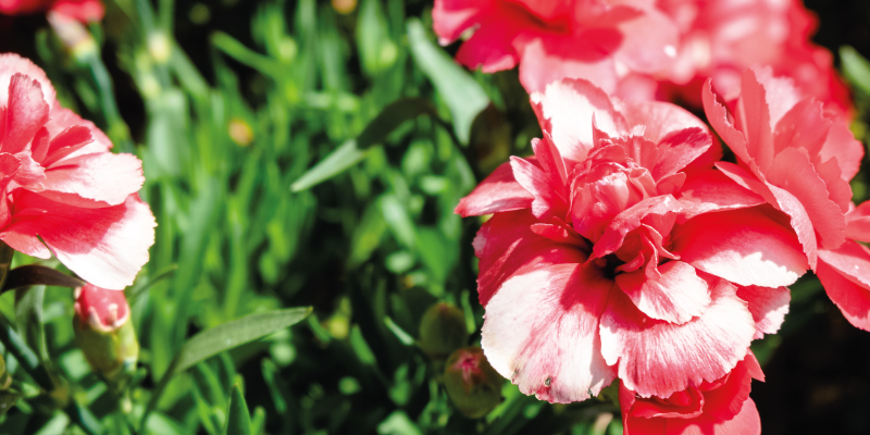 Vinil podovi cvijeće i biljke ružičasta flora i trava - TenStickers