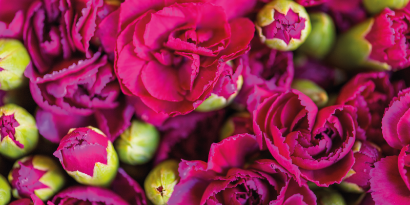 Vinil podovi cvijeće i biljke živahni cvjetovi - TenStickers