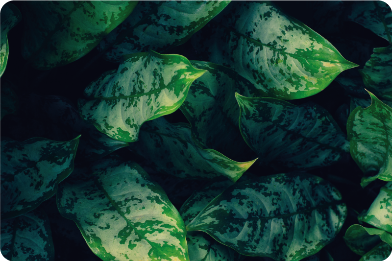 Vinil podovi priroda živahno zeleno lišće - TenStickers