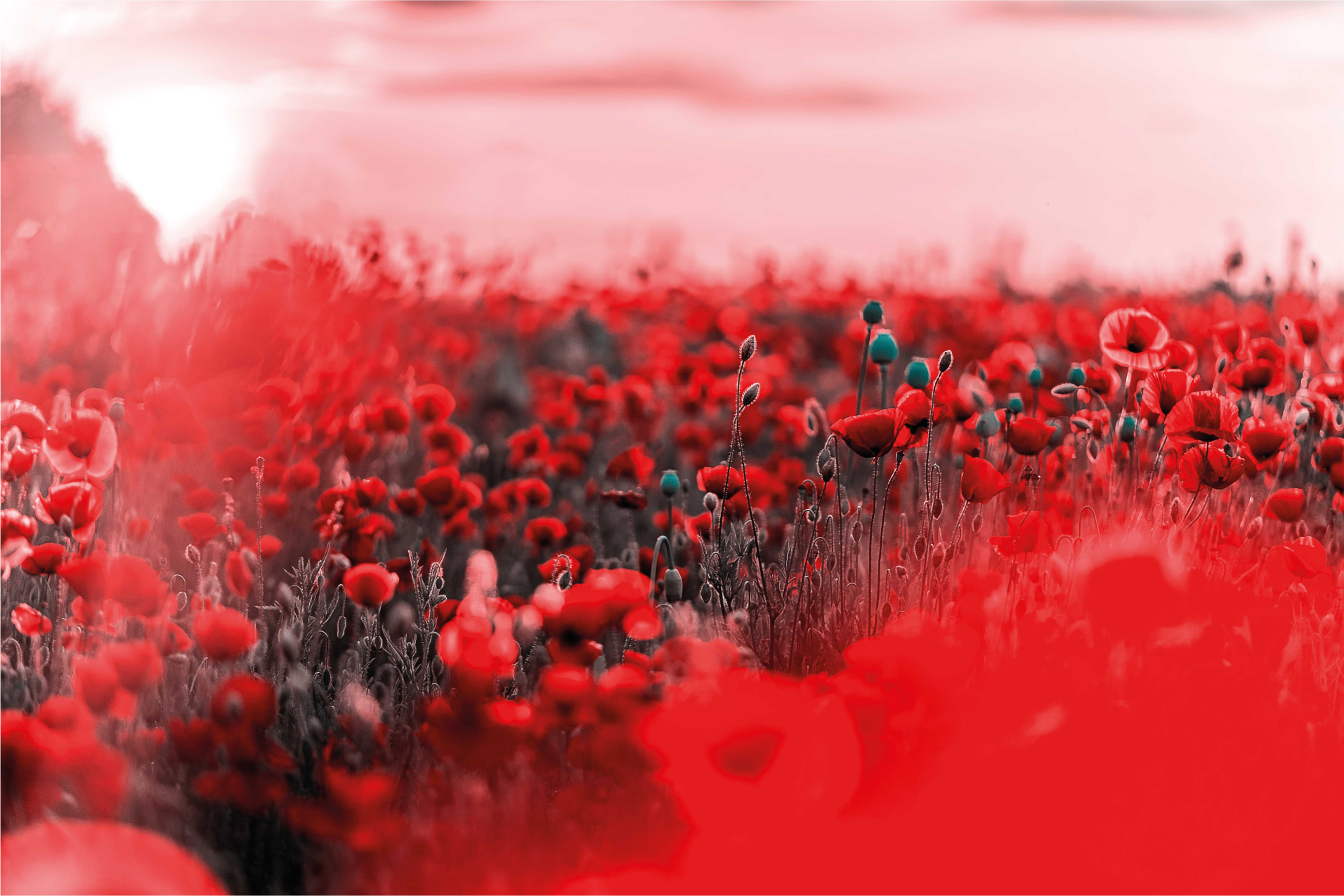 Vinil podovi cvijeće i biljke crveni cvjetni prizor - TenStickers