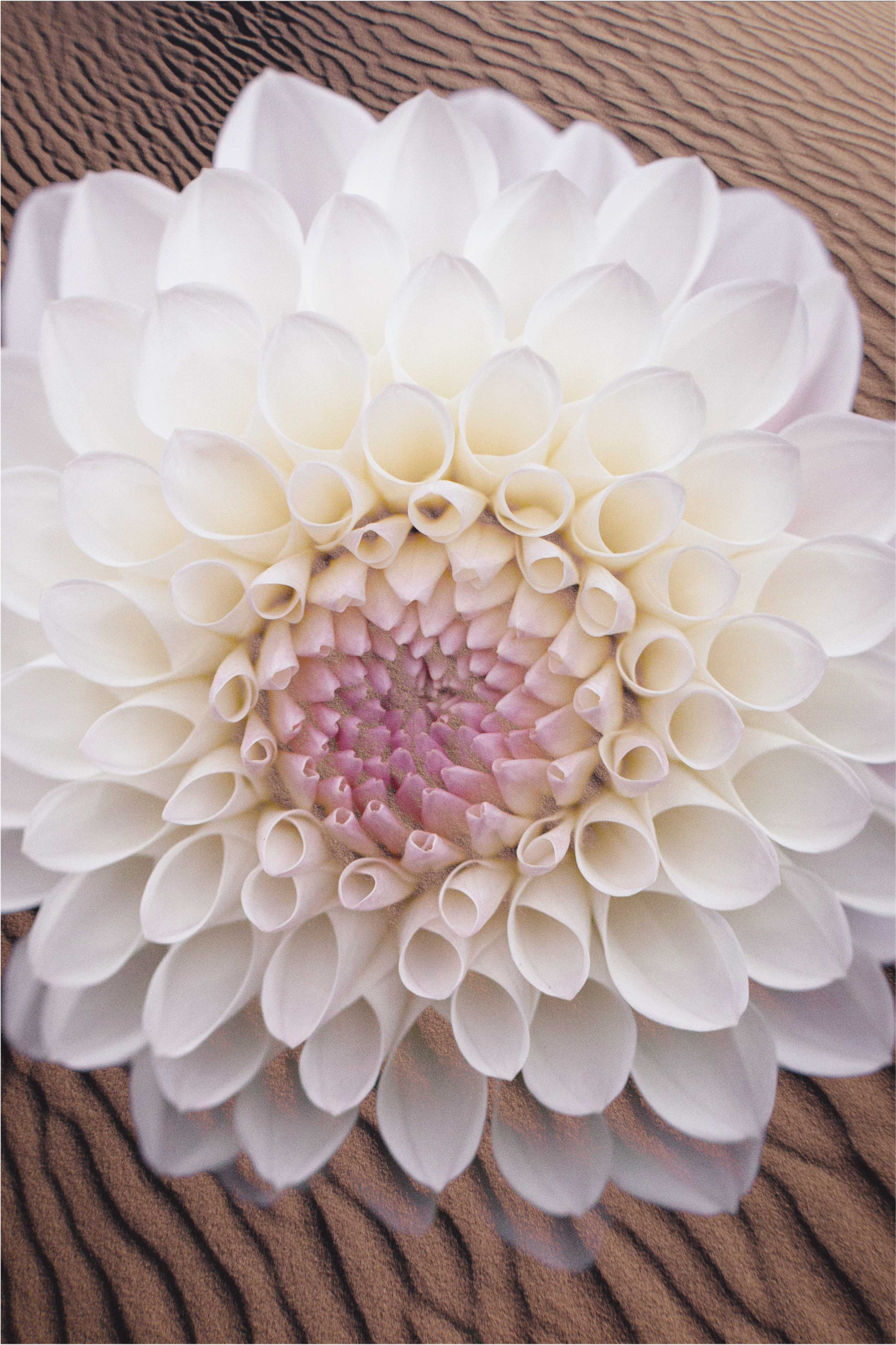 Bijelo cvijeće na pijesku cvjetni sag - TenStickers