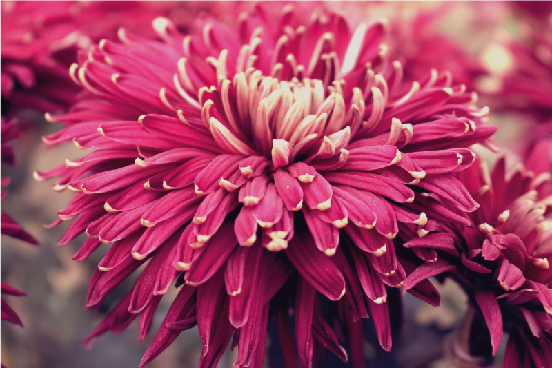 Vinil podovi cvijeće i biljke realistična krizantema - TenStickers