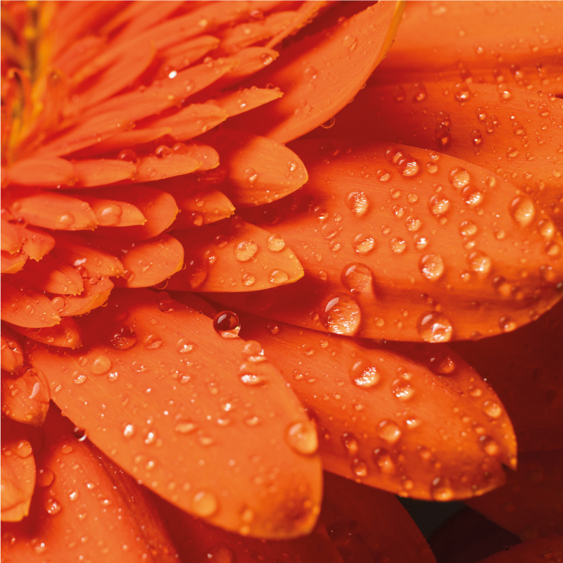 Vinil podovi cvijeće i biljke jarko narančaste latice - TenStickers