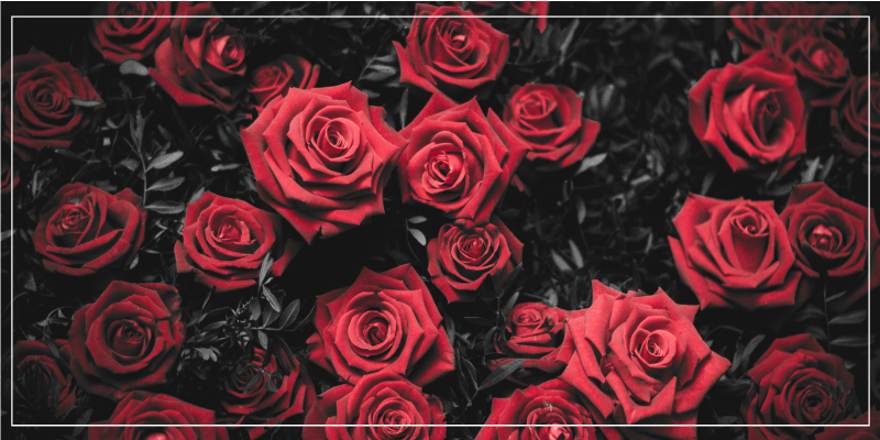 Vinil podovi cvijeće i biljke s realističnim crvenim ružama - TenStickers