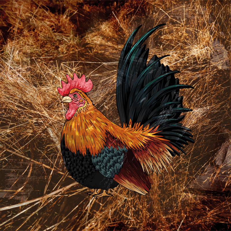 Vinil podovi otisak životinja s vibrantnim pijetlom - TenStickers