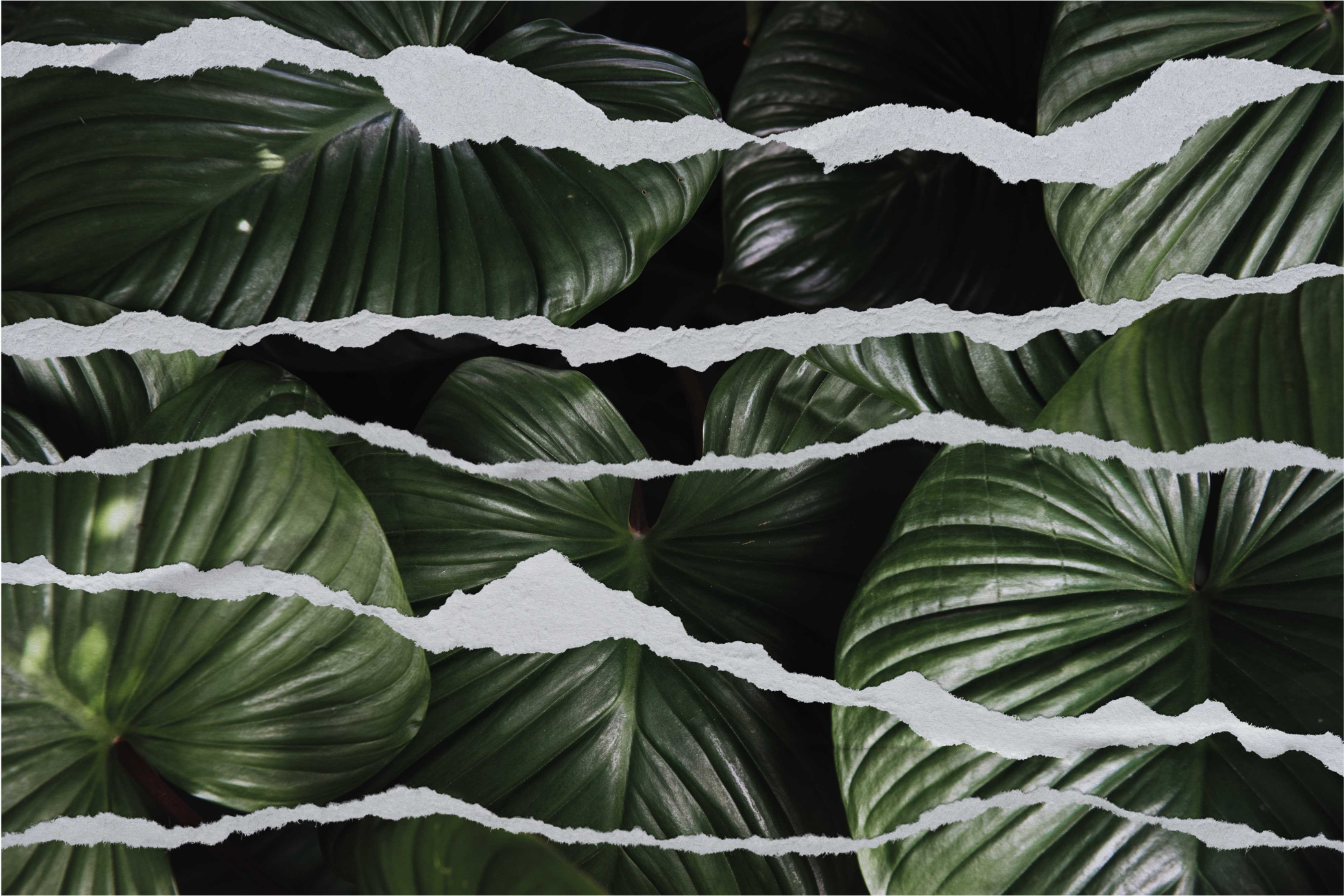 Vinil podovi priroda uzorak potrganog lišća - TenStickers