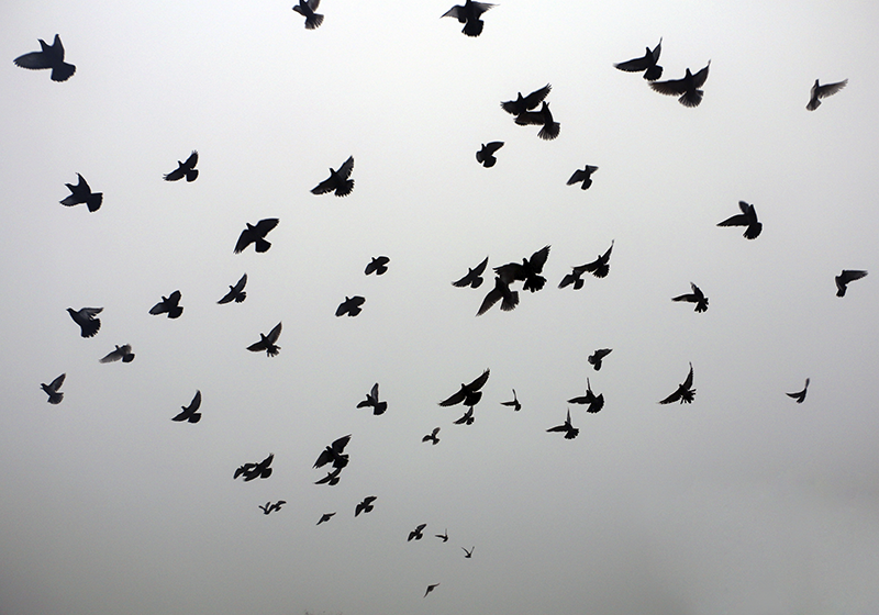 Drugi vinil podovi uzorak letećih ptica - TenStickers