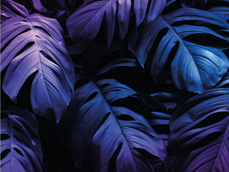 Vinil podovi cvijeće i biljke dizajn tropskog lišća - TenStickers