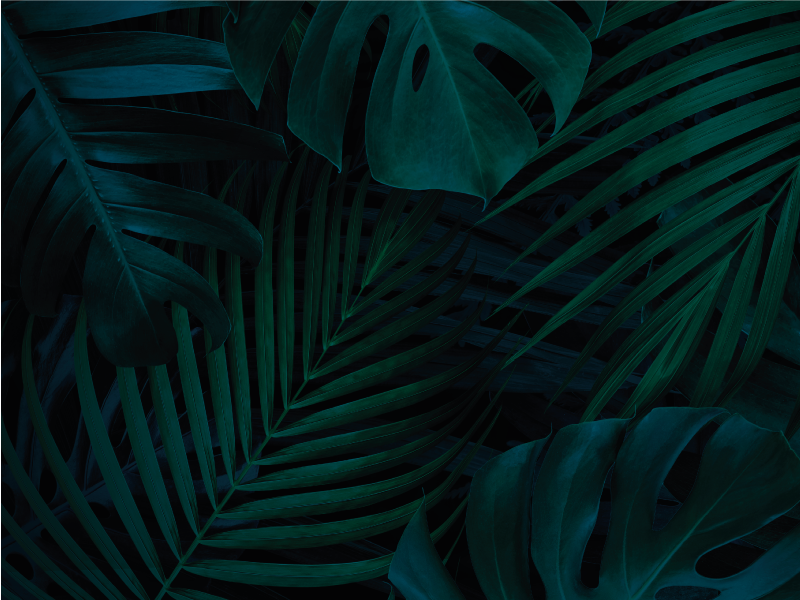 Vinil podovi cvijeće i biljke tropsko lišće - TenStickers