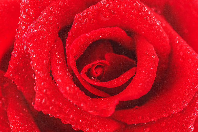 Vinil podovi crvena ružin cvijet - TenStickers